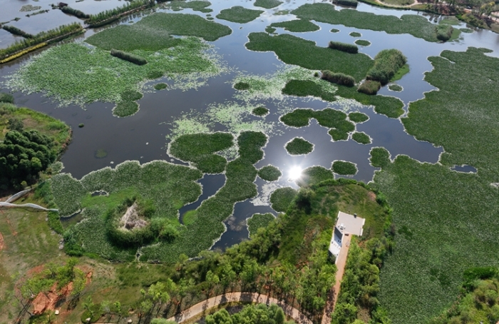 1五甲塘湿地公园 王正鹏 摄2023.5.23 DJI_0878 (5) 1五甲塘湿地公园 王正鹏 摄2023.5.23 DJI_0878 (5)