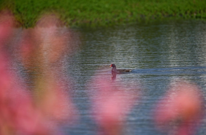 1五甲塘湿地公园 王正鹏 摄2023.5.23 DJI_0878 (13) 1五甲塘湿地公园 王正鹏 摄2023.5.23 DJI_0878 (13)