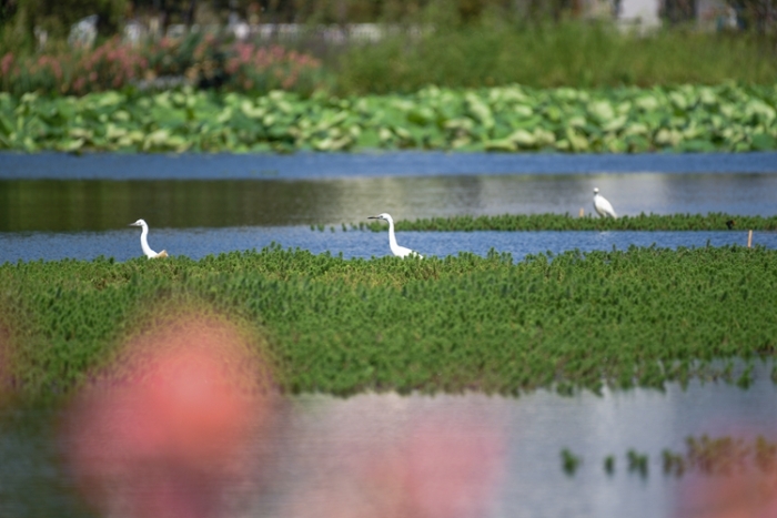 1五甲塘湿地公园 王正鹏 摄2023.5.23 DJI_0878 (14) 1五甲塘湿地公园 王正鹏 摄2023.5.23 DJI_0878 (14)