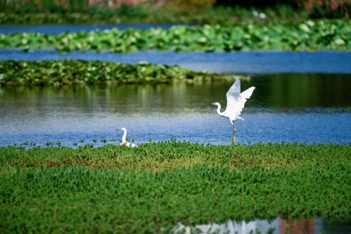 1五甲塘湿地公园 王正鹏 摄2023.5.23 DJI_0878 (15) 1五甲塘湿地公园 王正鹏 摄2023.5.23 DJI_0878 (15)