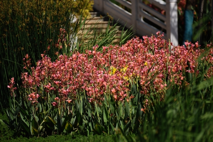 1五甲塘湿地公园 王正鹏 摄2023.5.23 DJI_0878 (18) 1五甲塘湿地公园 王正鹏 摄2023.5.23 DJI_0878 (18)