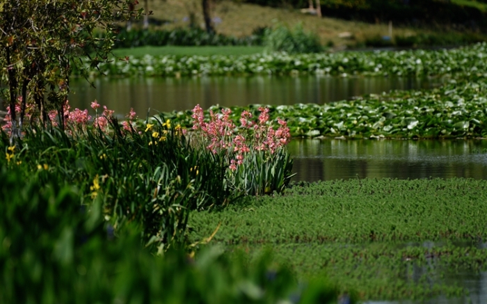 1五甲塘湿地公园 王正鹏 摄2023.5.23 DJI_0878 (19) 1五甲塘湿地公园 王正鹏 摄2023.5.23 DJI_0878 (19)