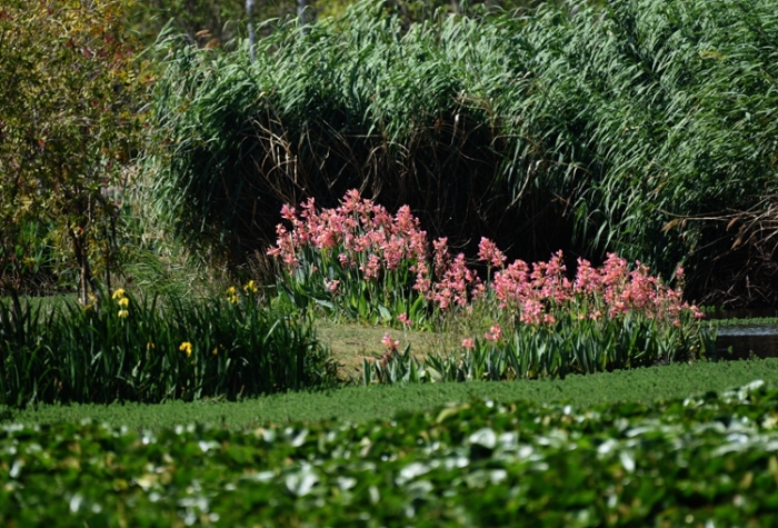 1五甲塘湿地公园 王正鹏 摄2023.5.23 DJI_0878 (20) 1五甲塘湿地公园 王正鹏 摄2023.5.23 DJI_0878 (20)