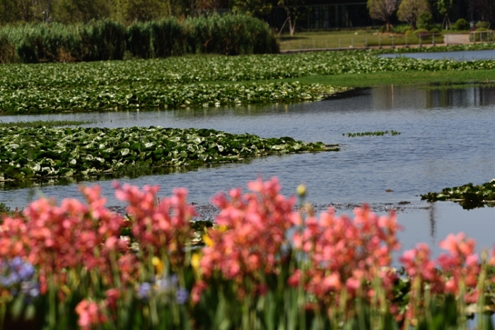 1五甲塘湿地公园 王正鹏 摄2023.5.23 DJI_0878 (22) 1五甲塘湿地公园 王正鹏 摄2023.5.23 DJI_0878 (22)