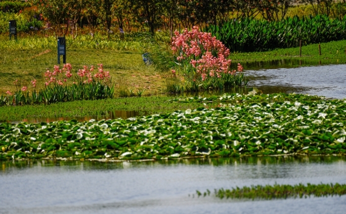 1五甲塘湿地公园 王正鹏 摄2023.5.23 DJI_0878 (27) 1五甲塘湿地公园 王正鹏 摄2023.5.23 DJI_0878 (27)