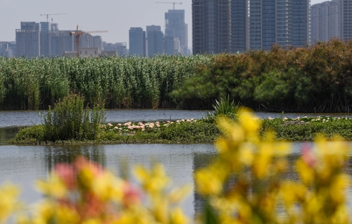 1五甲塘湿地公园 王正鹏 摄2023.5.23 DJI_0878 (30) 1五甲塘湿地公园 王正鹏 摄2023.5.23 DJI_0878 (30)