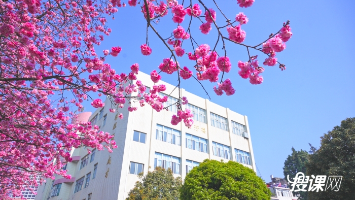 2023昆二十四中樱花_1.28.1