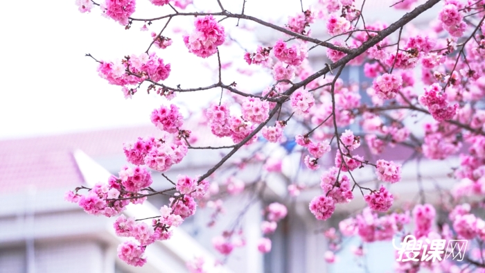 2023昆二十四中樱花_1.7.1