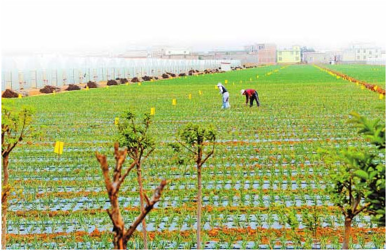 大理,洱海,民族 大理,洱海,民族