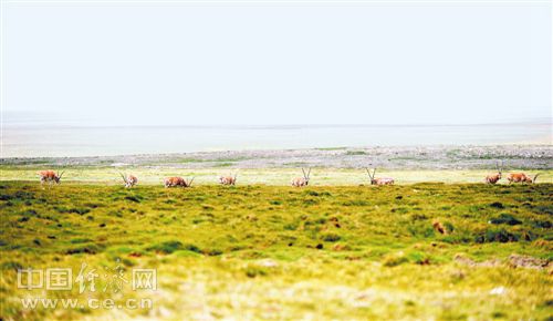 倾情呵护可可西里这片净土