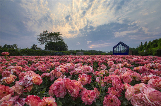 四川:“农家乐”发源地 休闲农业成农村经济新亮点 四川:“农家乐”发源地 休闲农业成农村经济新亮点