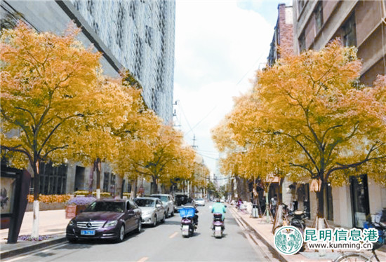 盘龙区提升绿化 5条路年内“换新衣”