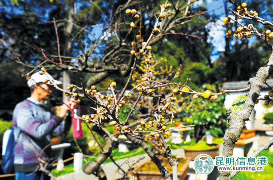 黑龙潭公园盆景园中的20多盆蜡梅的早花品种已经含苞待放。 黑龙潭公园盆景园中的20多盆蜡梅的早花品种已经含苞待放。