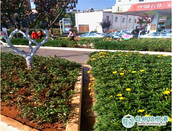 盘龙区“五路”绿化提升整治 沿途景观四季有花