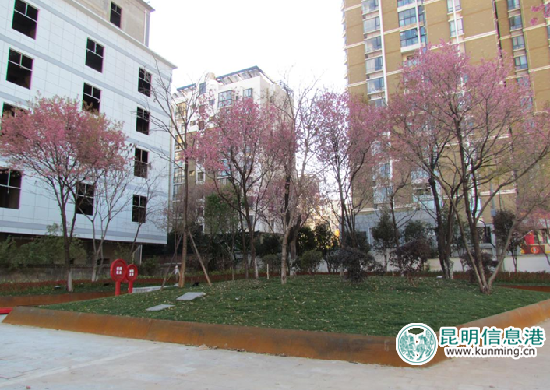 打造昆明“春城花都” 盘龙区开展“五个十”绿化提升整治