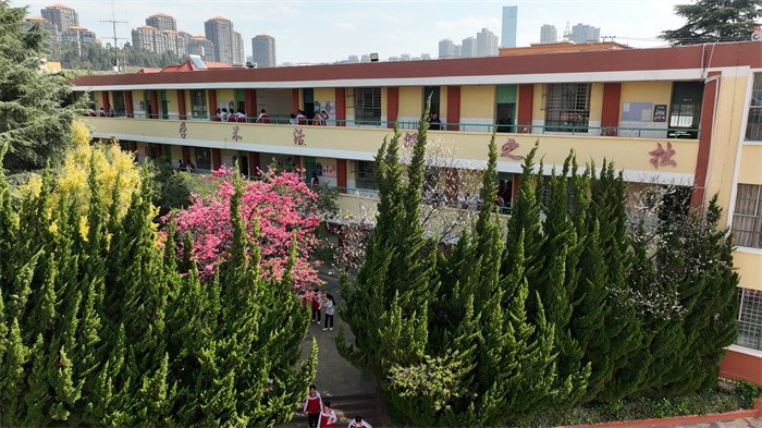 绿树成荫的校园