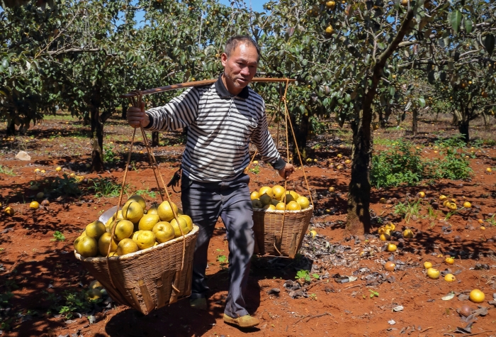 《梨之华彩》万溪冲 周永芳 2