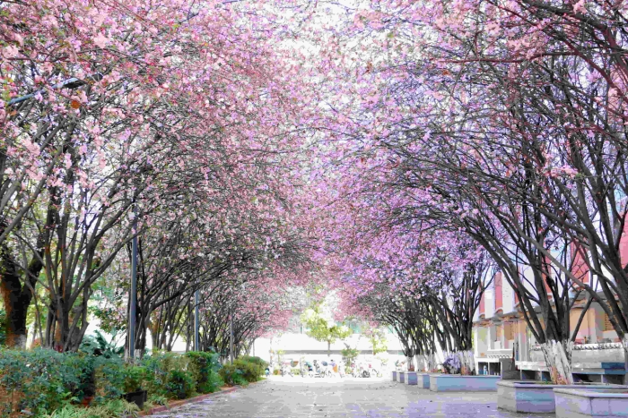 校园风景2 校园风景2