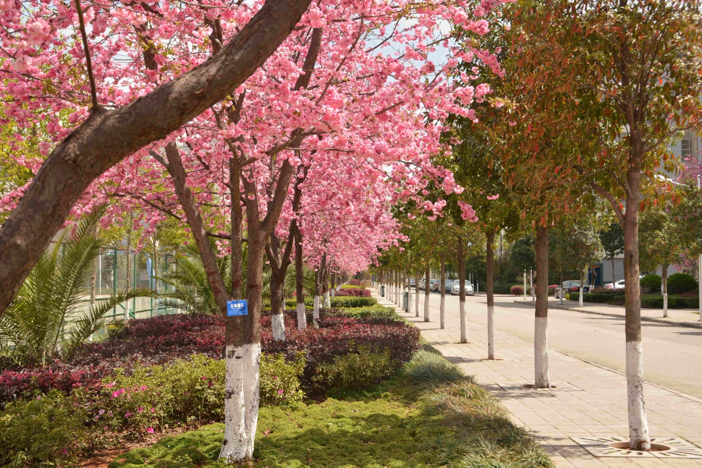 樱花大道