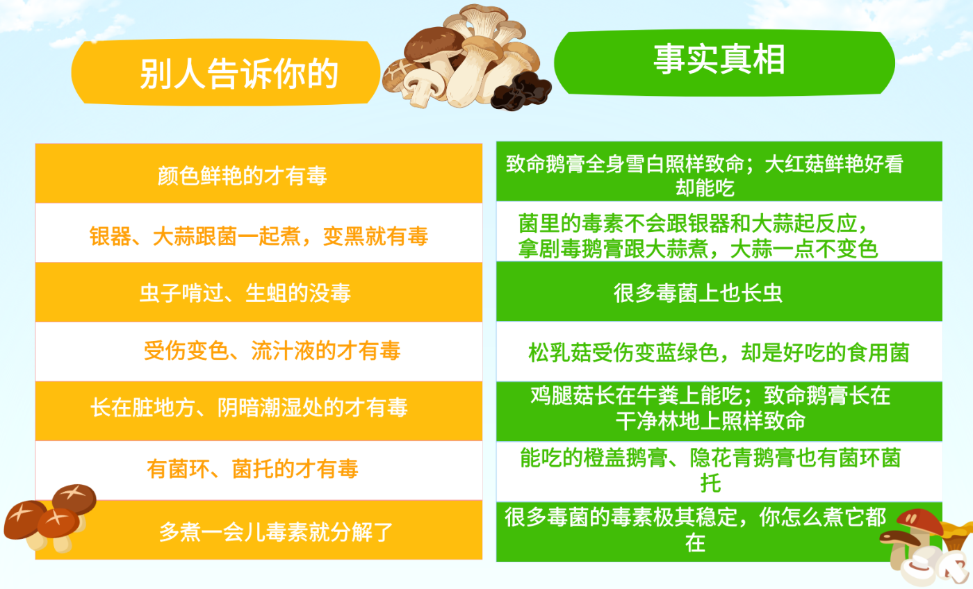 野生菌22 野生菌22