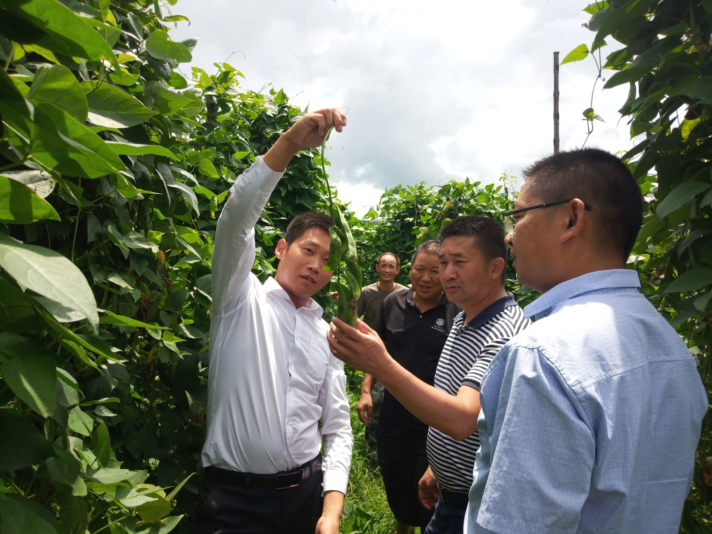 彭正在向乡镇干部介绍荷包豆产业发展情况 彭正在向乡镇干部介绍荷包豆产业发展情况