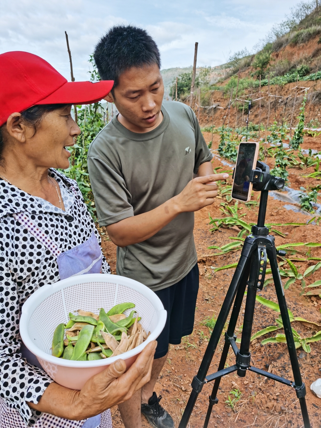 彭正周在田间教授荷包豆中耕管理技术 彭正周在田间教授荷包豆中耕管理技术