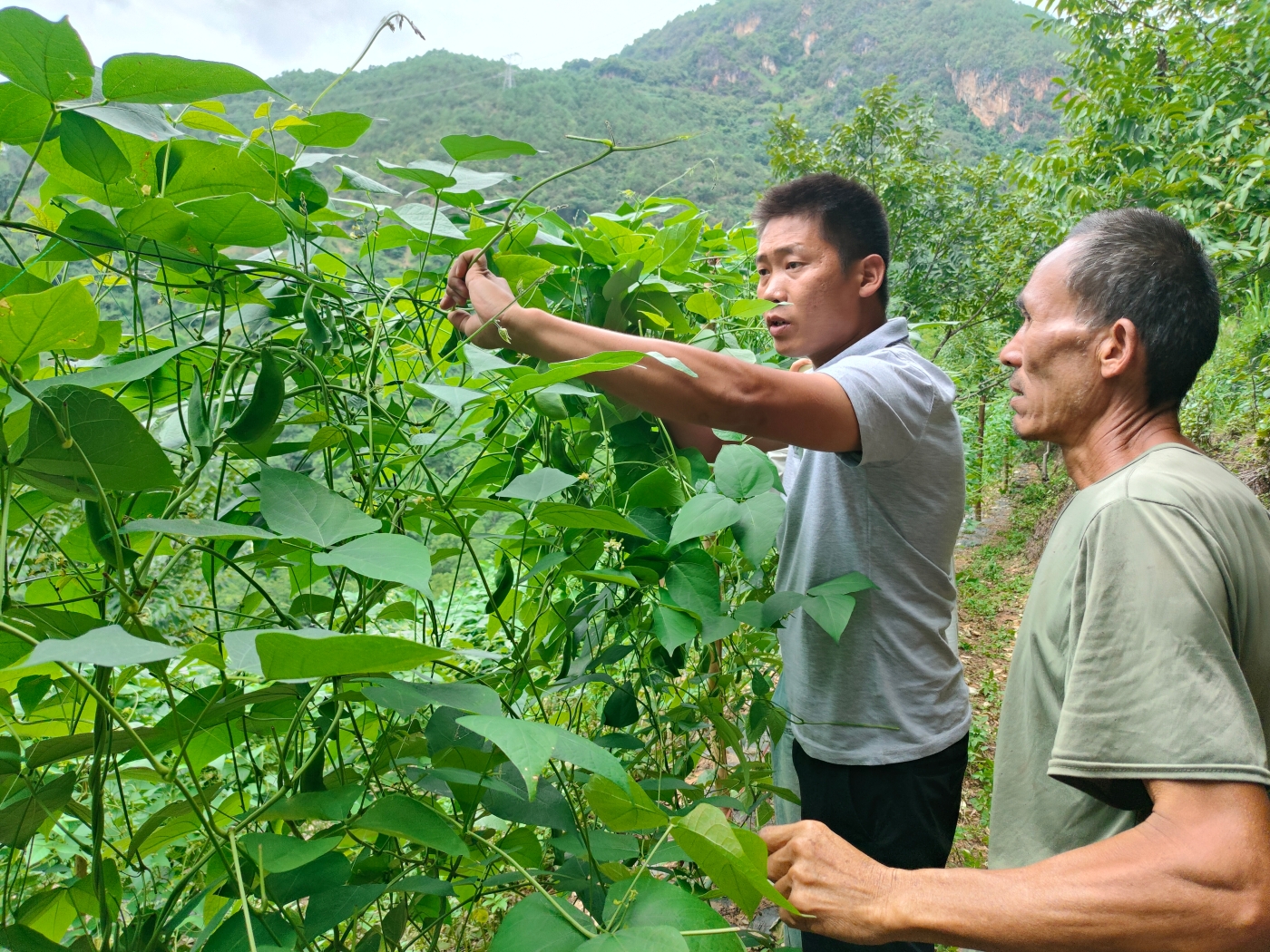 彭正周在田间教授荷包豆中耕管理技术1 彭正周在田间教授荷包豆中耕管理技术1