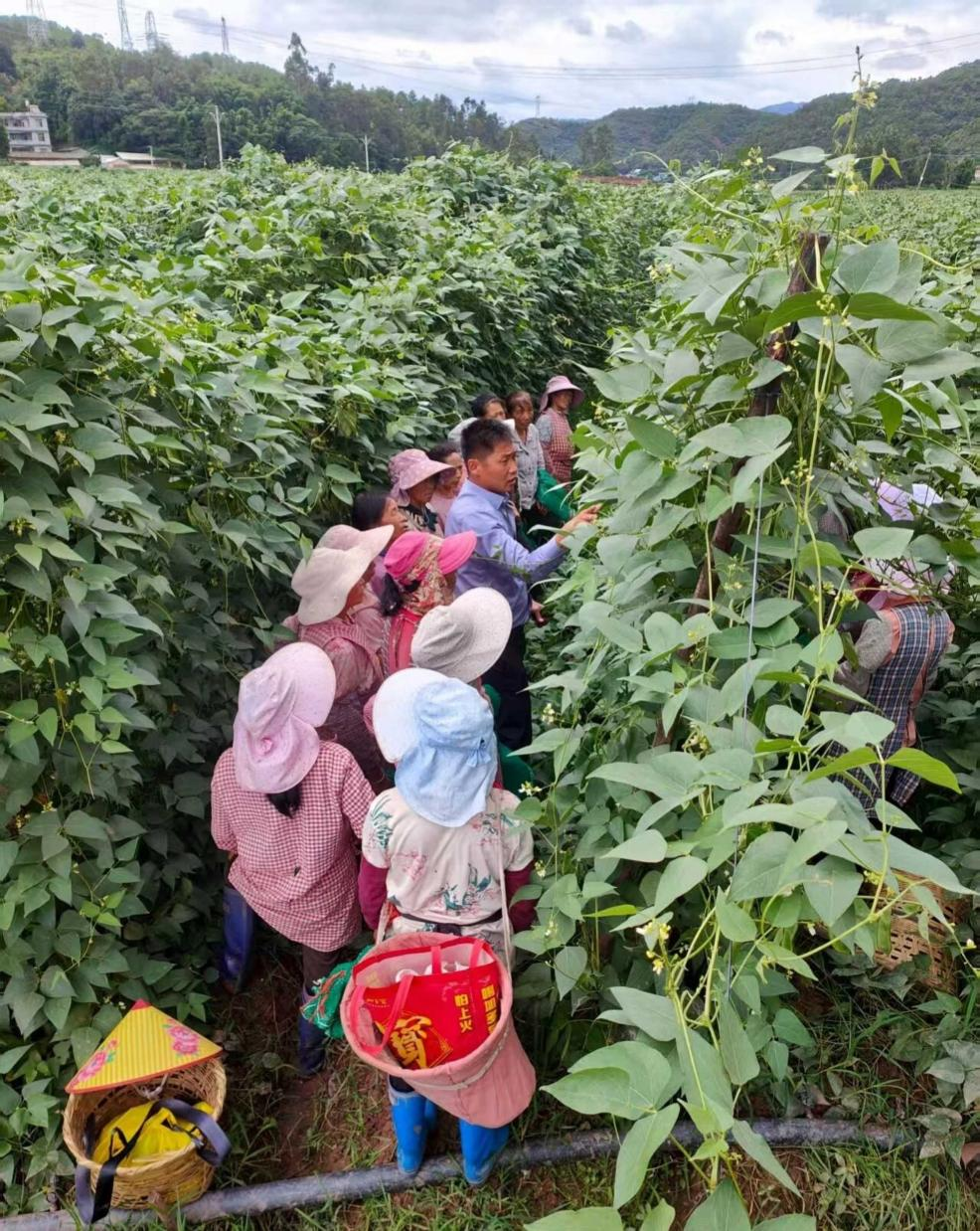 彭正周在田间教授荷包豆中耕管理技术1 彭正周在田间教授荷包豆中耕管理技术1