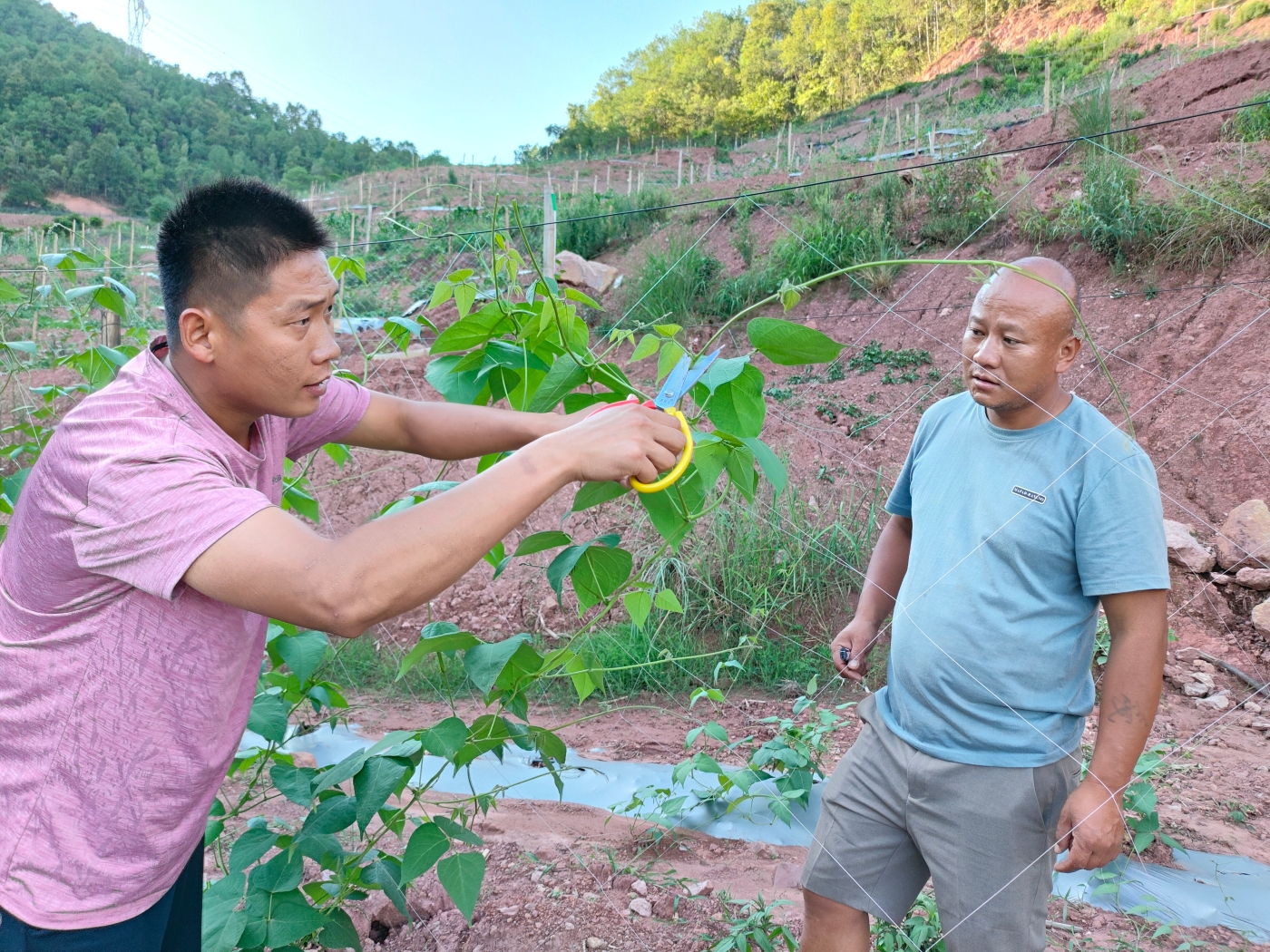 彭正周在田间教授荷包豆中耕管理技术3 彭正周在田间教授荷包豆中耕管理技术3