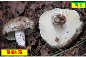 图片 2 图片 2